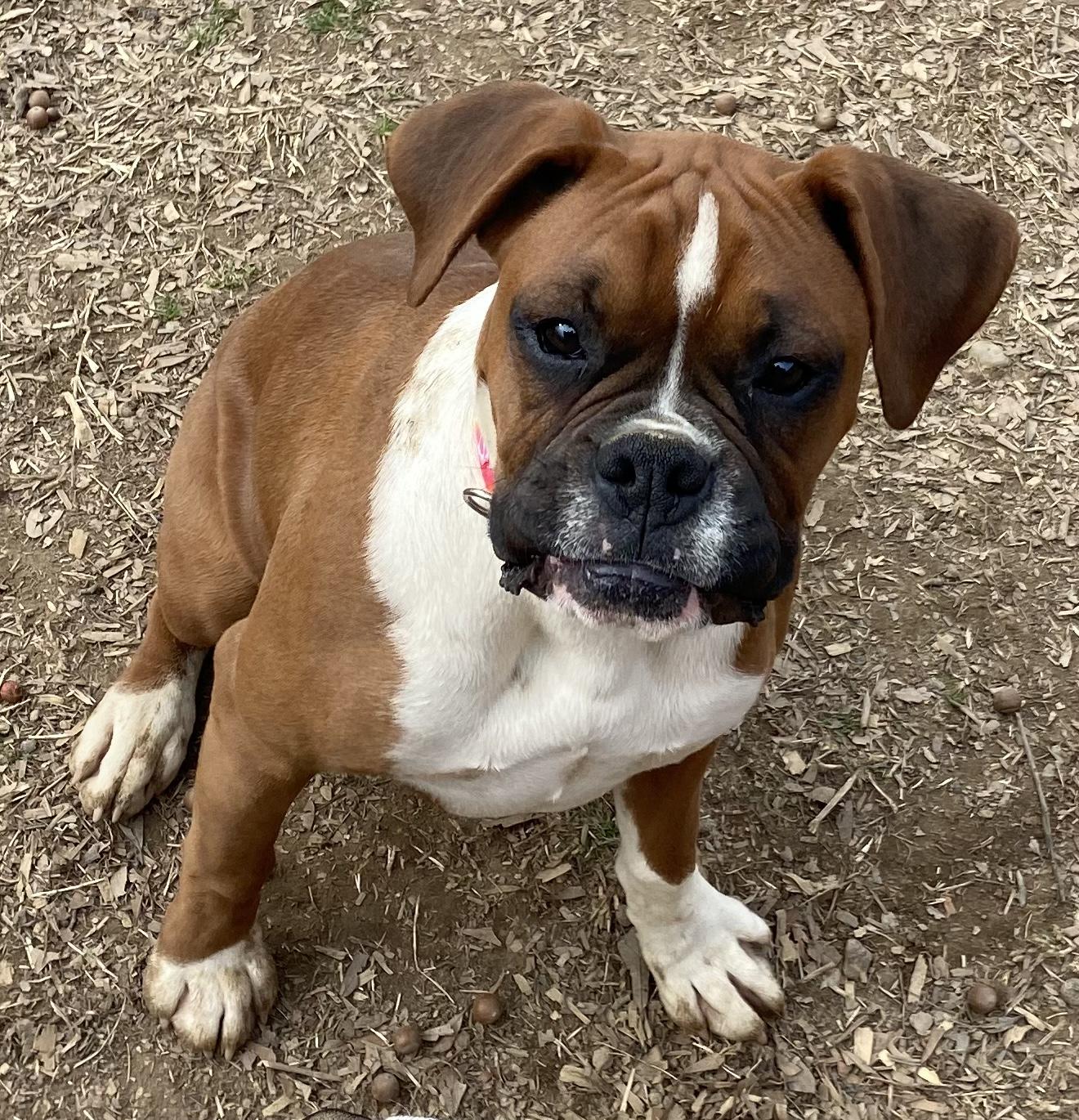 Sergeant Boxers Guardian Kennels in Arkansas | Boxer puppies | Good Dog