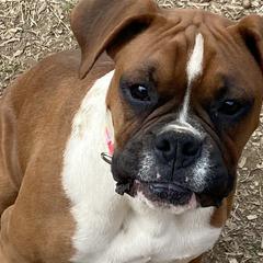 Boxers from Guardian Kennels
