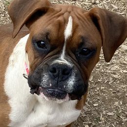Boxers from Guardian Kennels