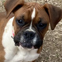 Boxers from Guardian Kennels