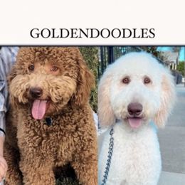 Sahbi - Goldendoodle