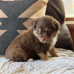 Meleys - Red tri female Miniature Australian Shepherd puppy in Cody, Wyoming from Quartz Creek Aussies