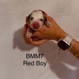 Red Ribbon Blue Merle Boy - Blue merle male Australian Shepherd puppy in Dundee, Ohio from Aussies Of Circle H