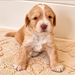 Archer - Apricot male Australian Labradoodle puppy in Connersville, Indiana from Dessie's Doodles