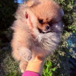 Tucker - Orange sable male Pomeranian puppy in Waterloo, Indiana from Garcias Pomeranian