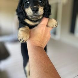 Black cream girl - Black and cream female Dachshund puppy in Hudson, North Carolina from Foothills Precious Paws