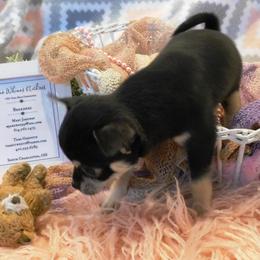 Chihuahua Puppies from Fine Whines & Lickers
