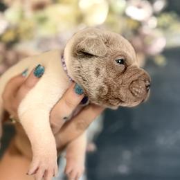 Gingy - Lilac dilute female Chinese Shar-Pei puppy in Lehigh Acres, Florida from Florida Wrinkles