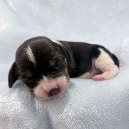Pocket Beagle Weston - Black tan and white male Beagle puppy in Gentry, Arkansas from HC Puppy Ranch
