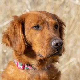 SCARLETT - Golden Retriever