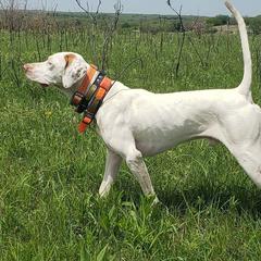 Pointers from John Markham's Pointers