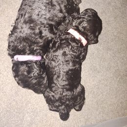 "1 week 6 days" Poodle Puppies from StrayDog Standard Poodles
