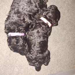 "1 week 6 days" Poodle Puppies from StrayDog Standard Poodles