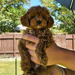 Opal- Yellow collar - Red female Cavapoo puppy in South Jordan, Utah from Lucky Doodle Pups