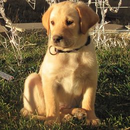 Labrador Retriever Puppies from Albrecht Farms Labrador Retrievers