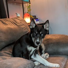 Diamond - Trained - Black and white female Siberian Husky puppy in Lake Park, Minnesota from ThunderStruck Siberians