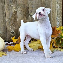 Shamrock - White Boxer puppy in Cove, Oregon from Luna Ray Boxers