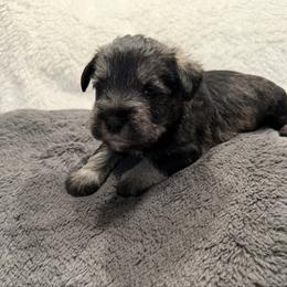 Green collar - Black and silver male Miniature Schnauzer puppy in Hiddenite, North Carolina from Beyond Blessed Pawz