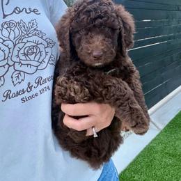 Royce - Brown male Bernedoodle puppy in Yuba City, California from Ranch House Doodles