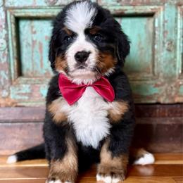 Maroon collar - Black rust and white male Bernese Mountain Dog puppy in Altura, Minnesota from Bluffside Berners
