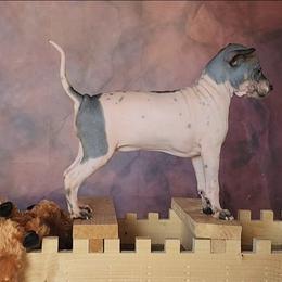 Hearts Whispered Promise - Whisper - Black tan and white female American Hairless Terrier puppy in Lebanon, Missouri from Hearts Companions