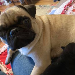Pugs from Pitter, Patter Pugs