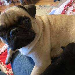 Pugs from Pitter, Patter Pugs