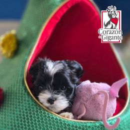 Zoey - Parti female Yorkshire Terrier puppy in California from Corazon de gigante