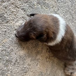 Sable Girl 2 - Sable and white female Shetland Sheepdog puppy in Shirley, Arkansas from Lucky Pups