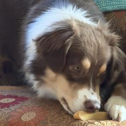 Australian Shepherds from Windfall Homestead