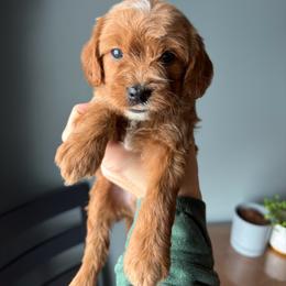 Ryder - Apricot male Cavapoo puppy in Battle Lake, Minnesota from Panda Puppies