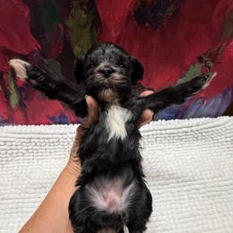 Tinkerbell 5 pound - Black & white female Maltipoo puppy in Lawrenceburg, Tennessee from LUV Poodles and Maltipoos