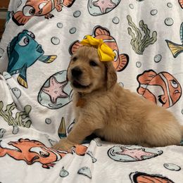 Coral-Yellow Collar - Golden female Golden Retriever puppy in Monterey, Tennessee from Lawson’s Green Acres Goldens and Doodles