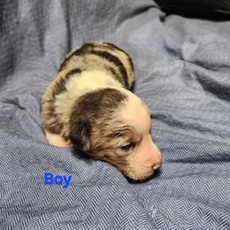 Boy 1 George - Blue merle male Australian Shepherd puppy in Blairsville, Georgia from Georgia Peach Aussies