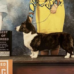 Hope - Cardigan Welsh Corgi