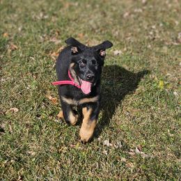 Pink Bicolor- Mya - Bi-color female German Shepherd puppy in Motley, Minnesota from Von Thomson Haus