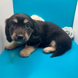 Boy 2 - Black and cream male Dachshund puppy in Snow Camp, North Carolina from V's Southern Angels