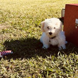 Princess Fiora - Havanese puppy from A Royal Havanese Court