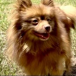 Phantom - Pomeranian