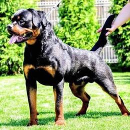 Rottweilers from North East Texas Rottweilers