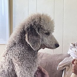 Sebastian - Poodle