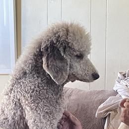 Sebastian - Poodle
