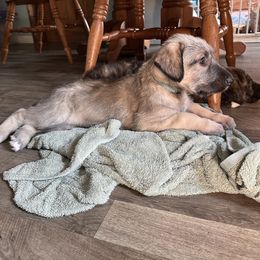 Rosie - Wheaten female Irish Wolfhound puppy in Ashland, Ohio from Castle Keep Hounds, LLC
