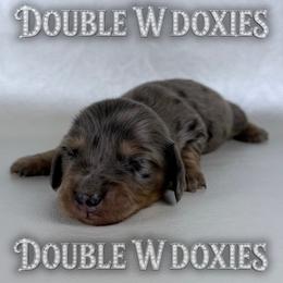 DEUCE - Dapple male Dachshund puppy in Alto, Texas from Double W Doxies
