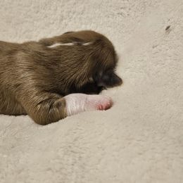 Lhasa Apso Puppies from Luv-N-Laughter Lhasa Apsos