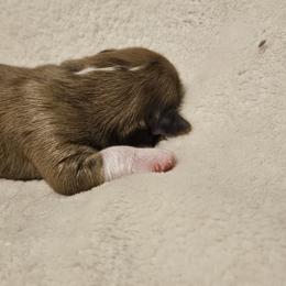 Lhasa Apso Puppies from Luv-N-Laughter Lhasa Apsos