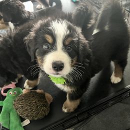 Bernese Mountain Dog Puppies from Berner Bud Farm