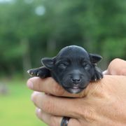 Whoodle puppies from Wonderland’s Boujie Kennels