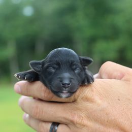 Whoodle puppies from Wonderland’s Boujie Kennels