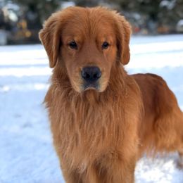 Canelo - Golden Retriever